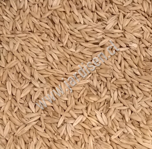 avena siembra